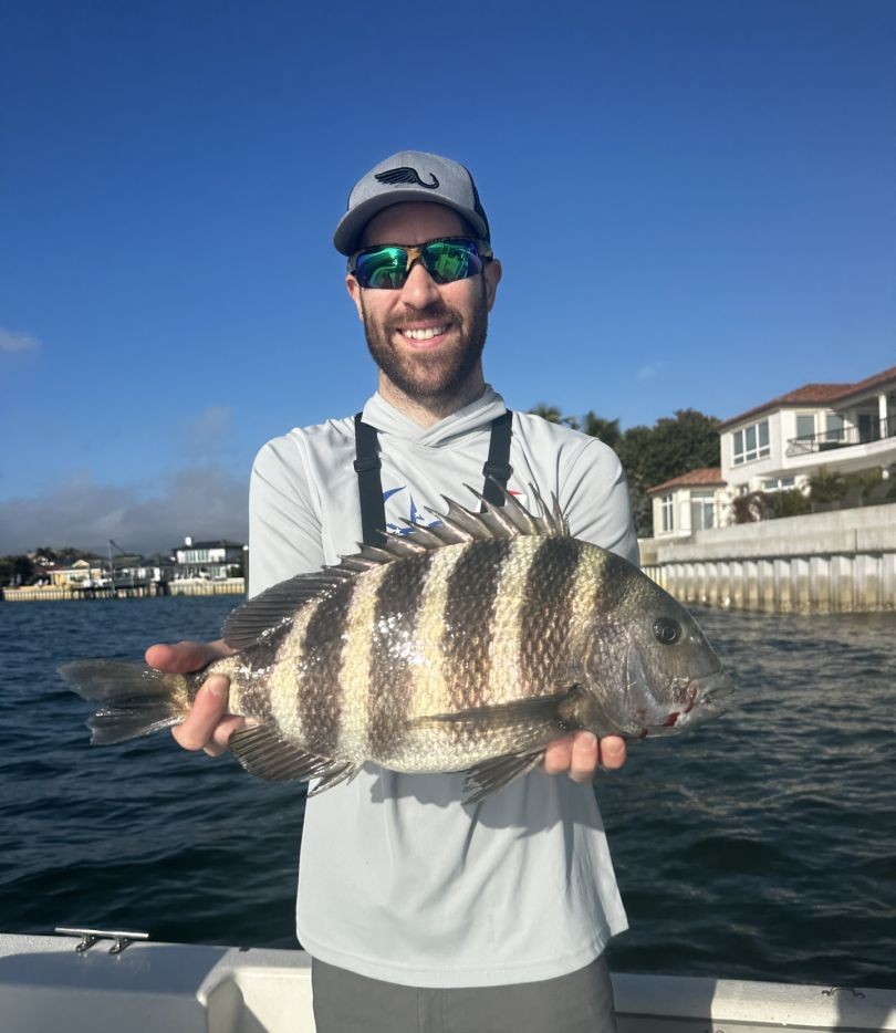 Sheepshead fish caught while fishing in FL