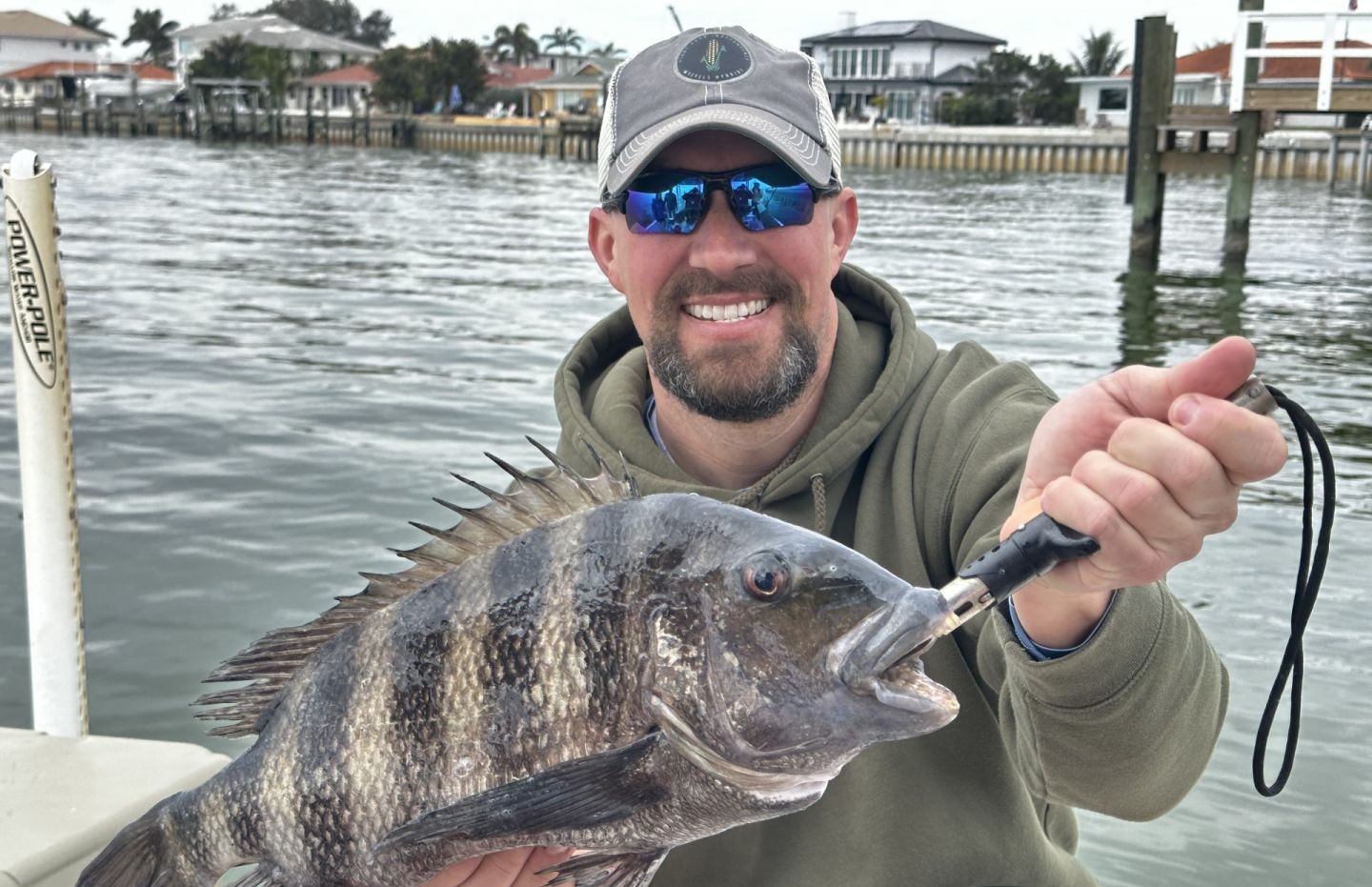 Sheepshead fish caught in St. Petersburg