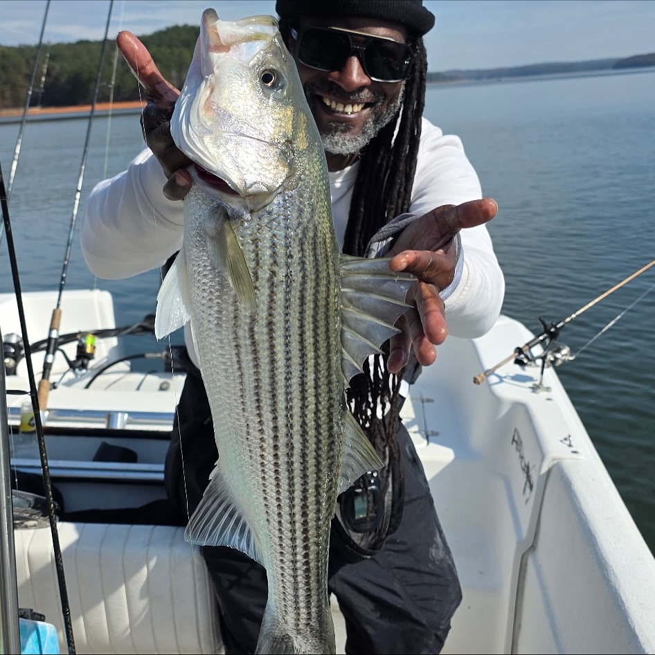 Striped bass caught while fishing in GA