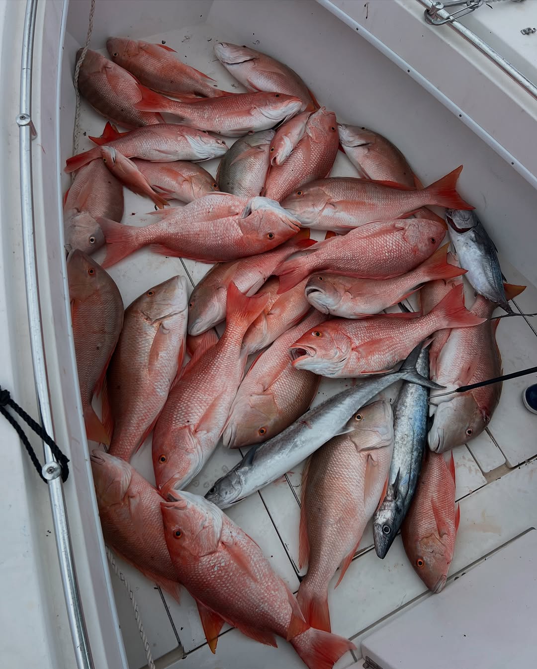 9 mutton snapper fish on Stock Island
