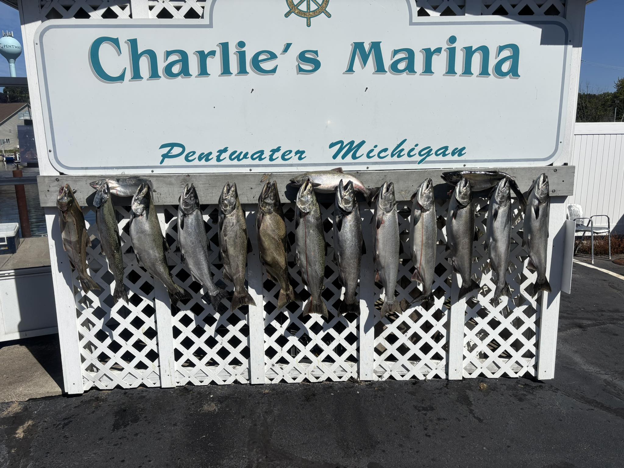 Multiple Chinook and Coho salmon hanging on display rack at Charlie's Marina in Pentwater Michigan