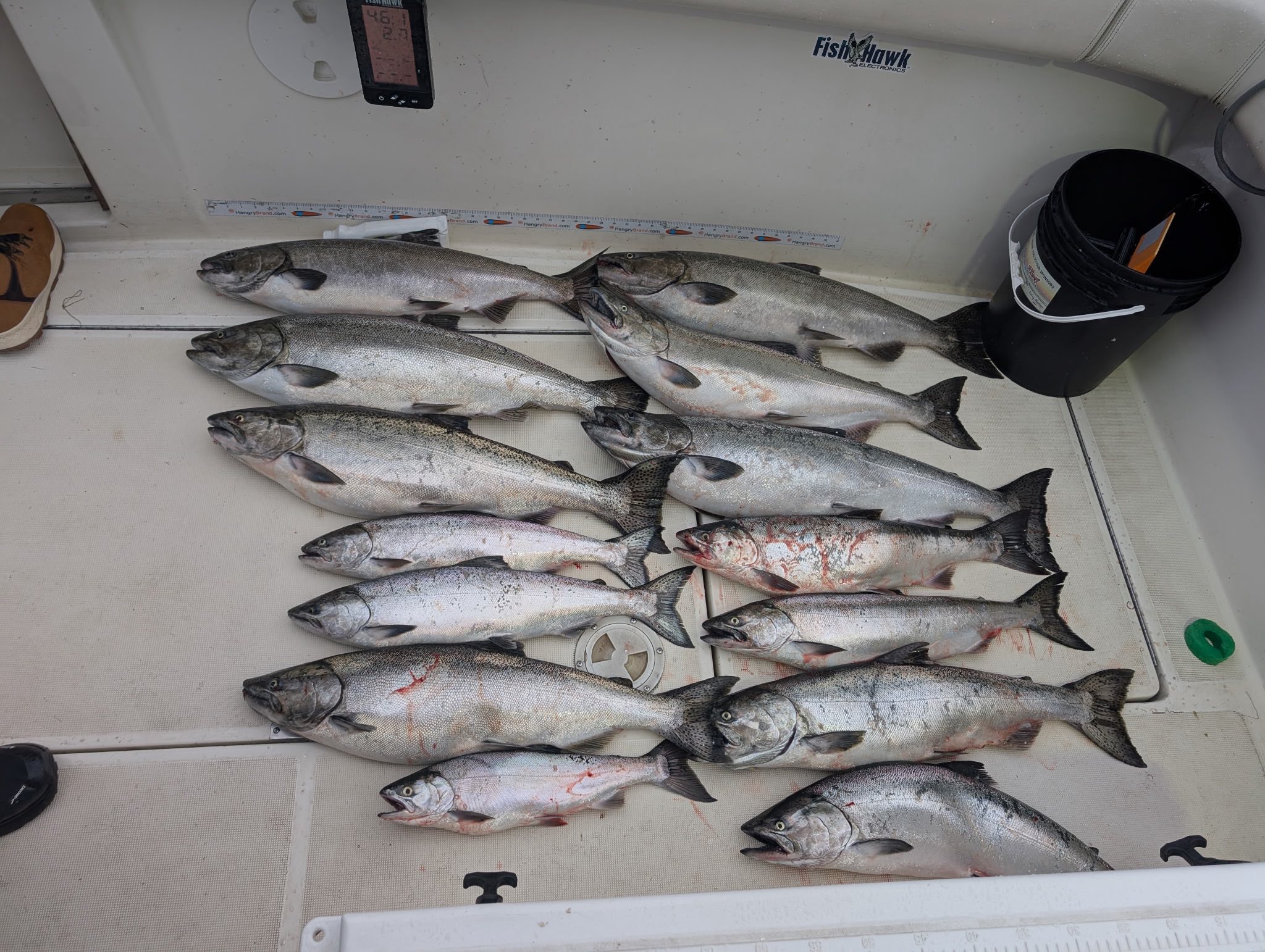 Multiple Chinook and Coho salmon laid out on boat deck after successful fishing trip in Pentwater MI
