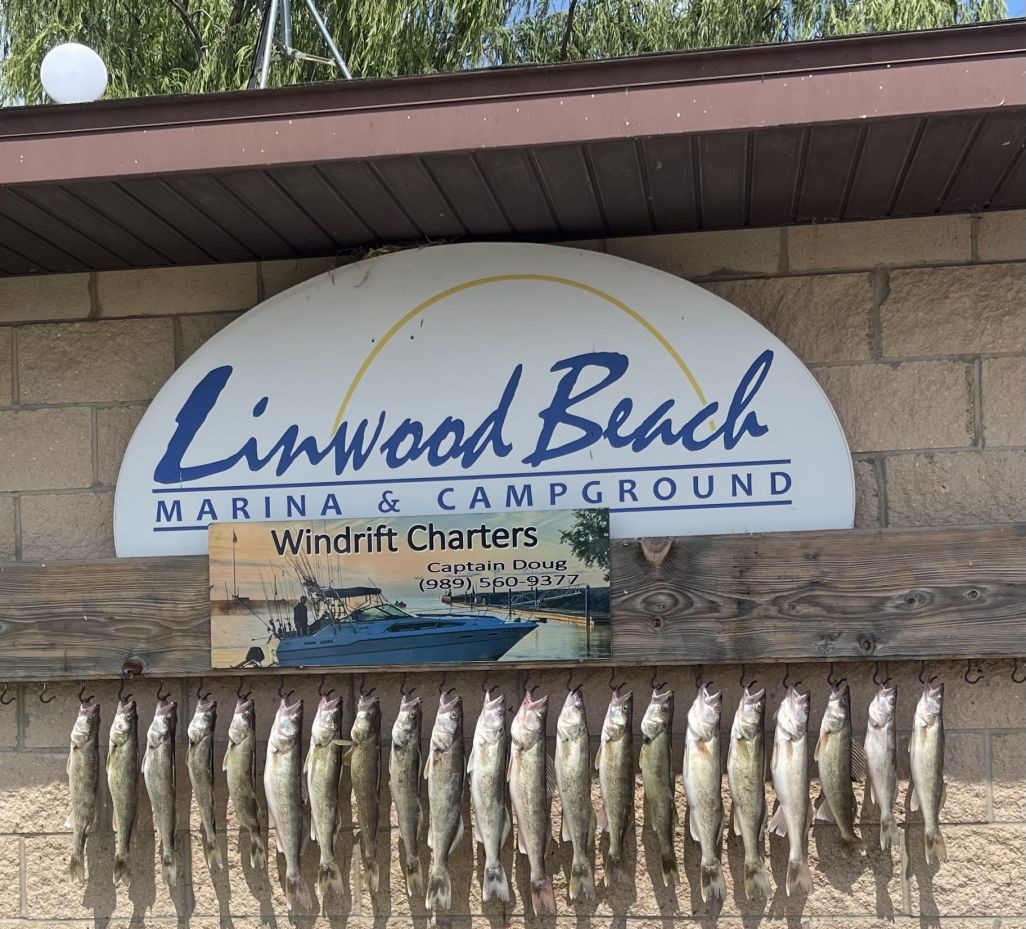 Fresh caught walleye displayed on hooks at Linwood Beach Marina in Michigan