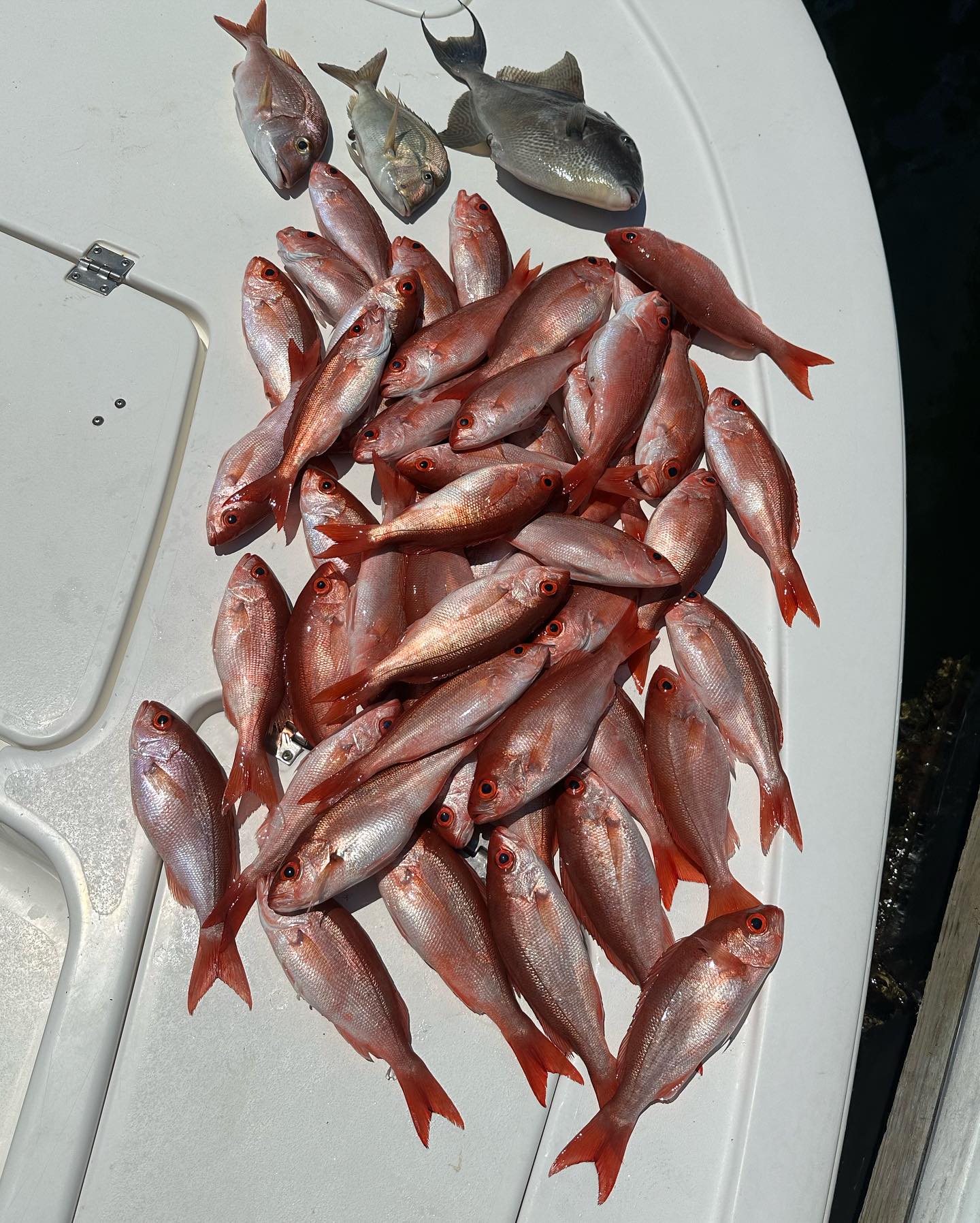 13 two-spot red snapper fish caught in Panama City Beach