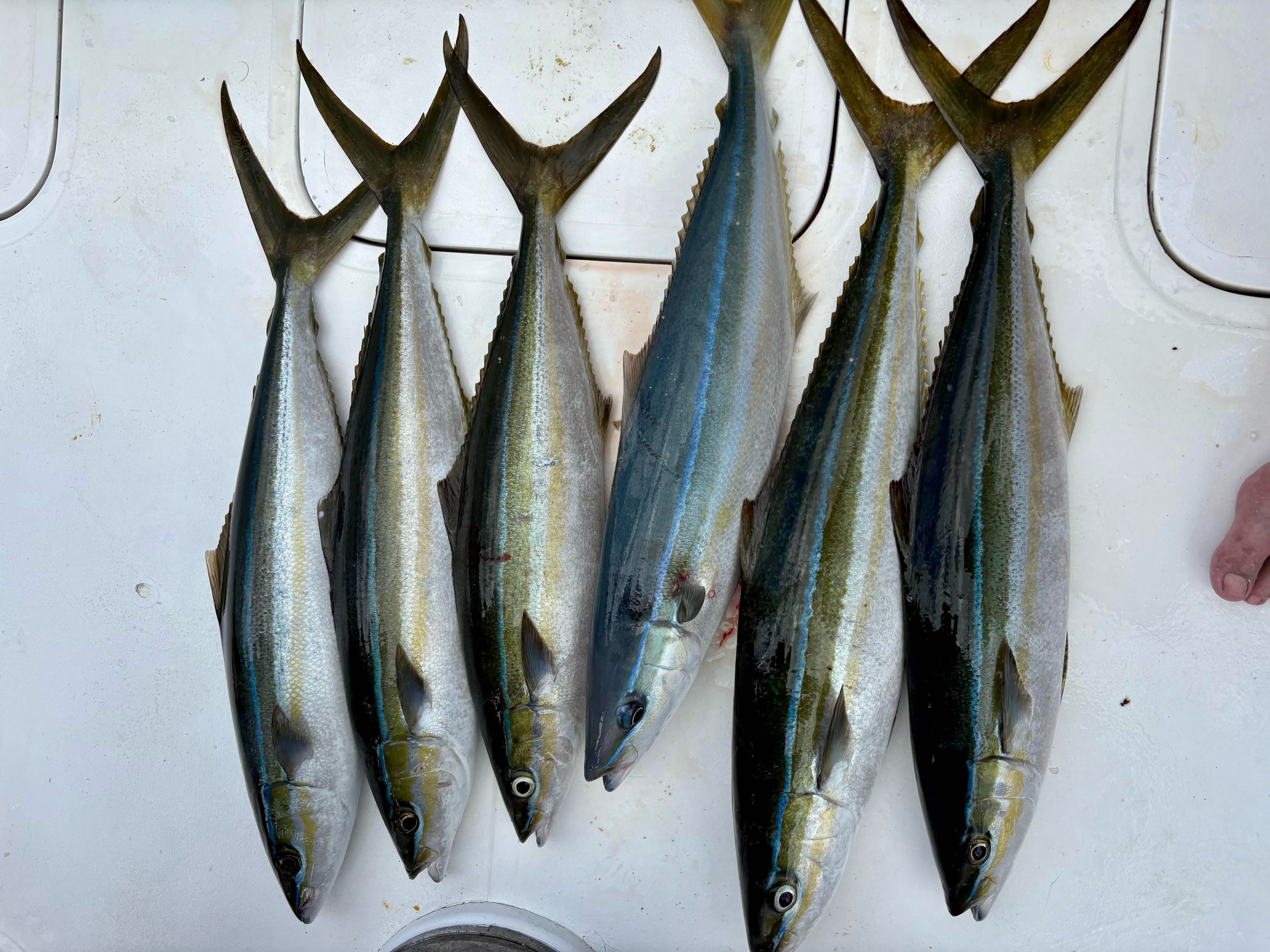 6 yellowfin tuna and king mackerel fish in Playa Flamingo