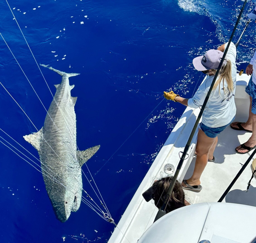 Stunning shot of an Atlantic Sharpnose Shark caught while fishing in FL