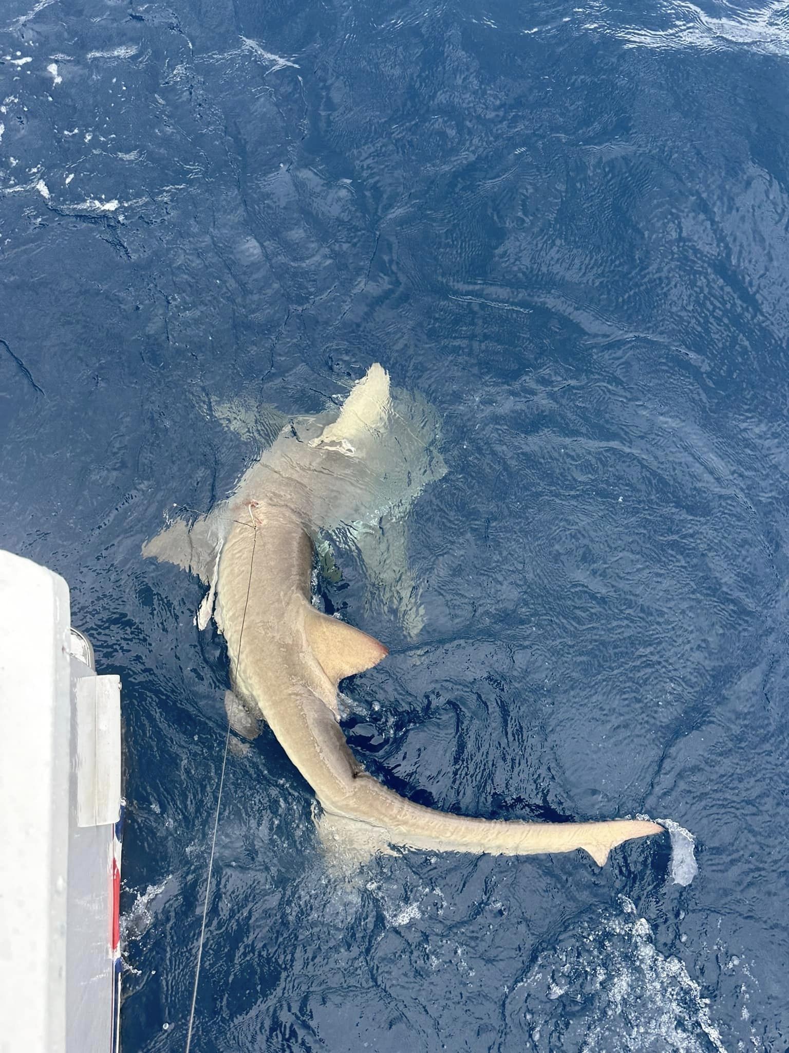 Bonnethead shark fishing in Fort Lauderdale