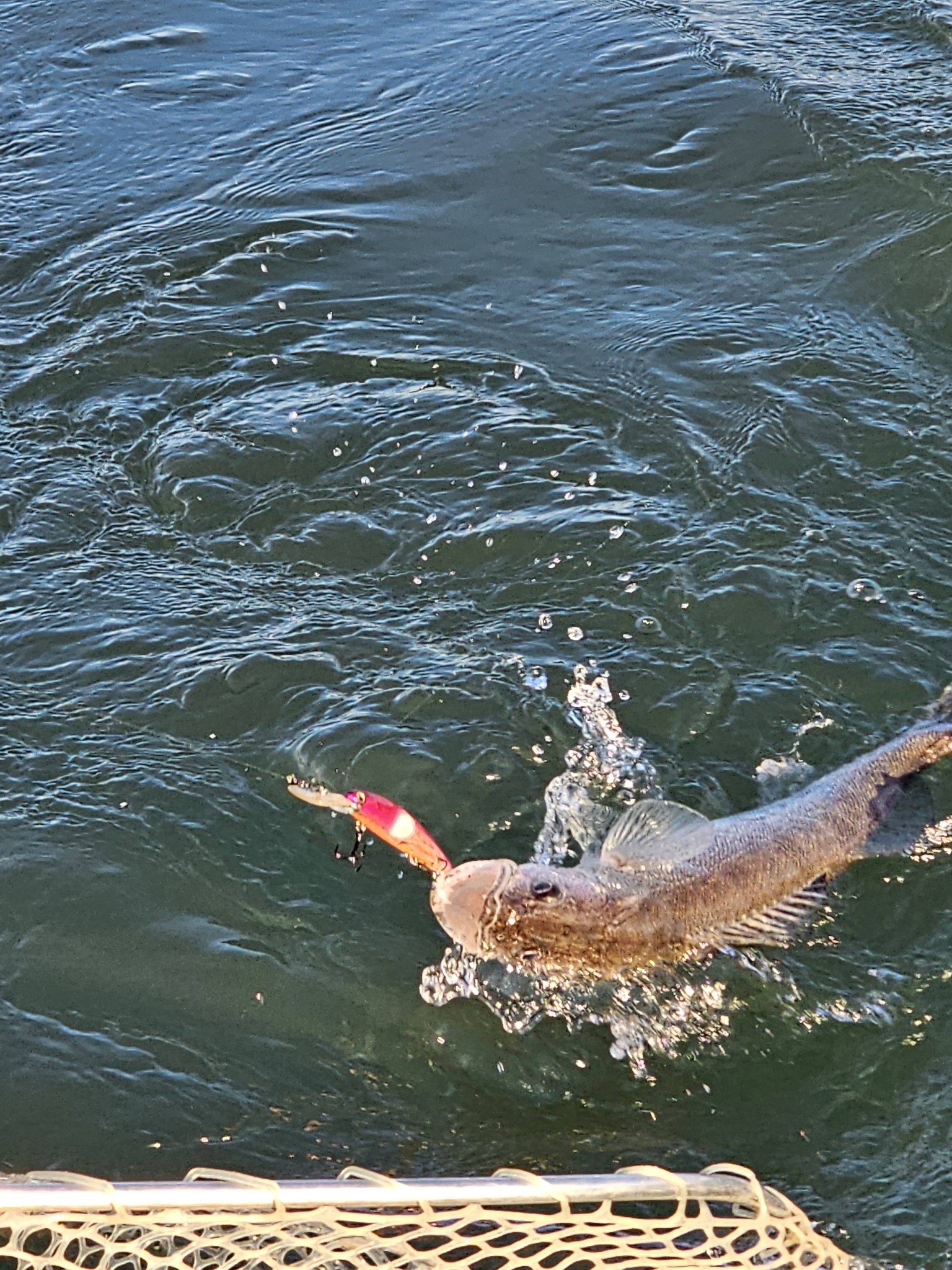 Fish caught on fishing lure being held above water in Port Clinton OH