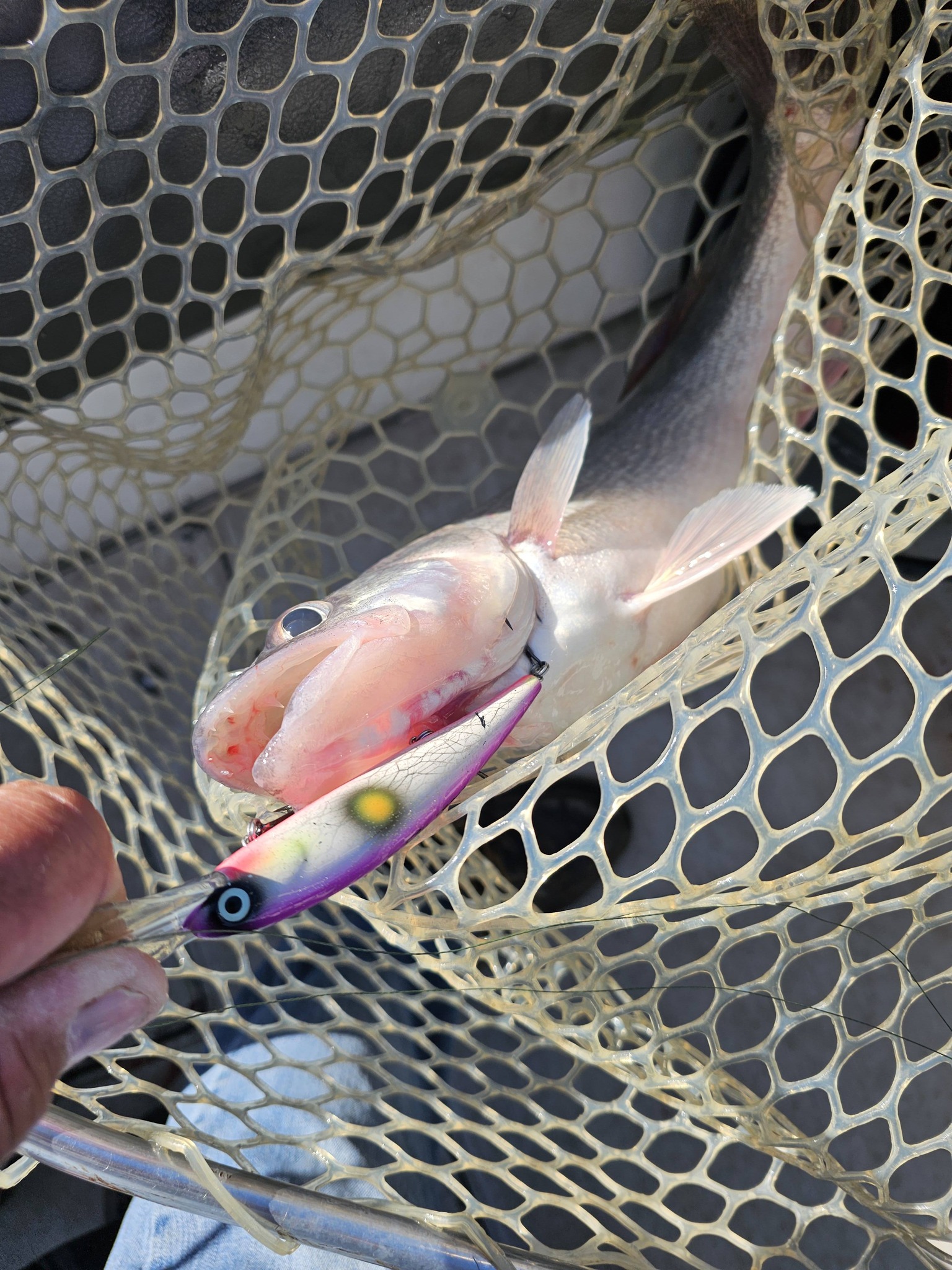 Caught fish in fishing net with colorful fishing lure in Port Clinton OH
