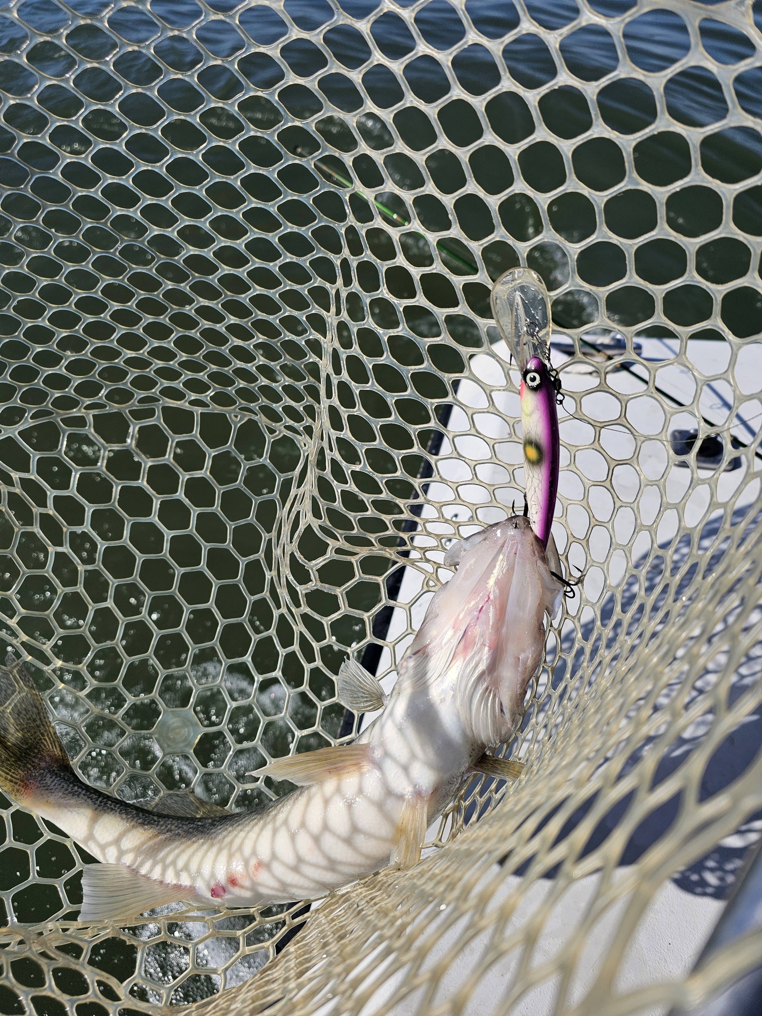 Fish caught with purple lure in fishing net at Port Clinton OH