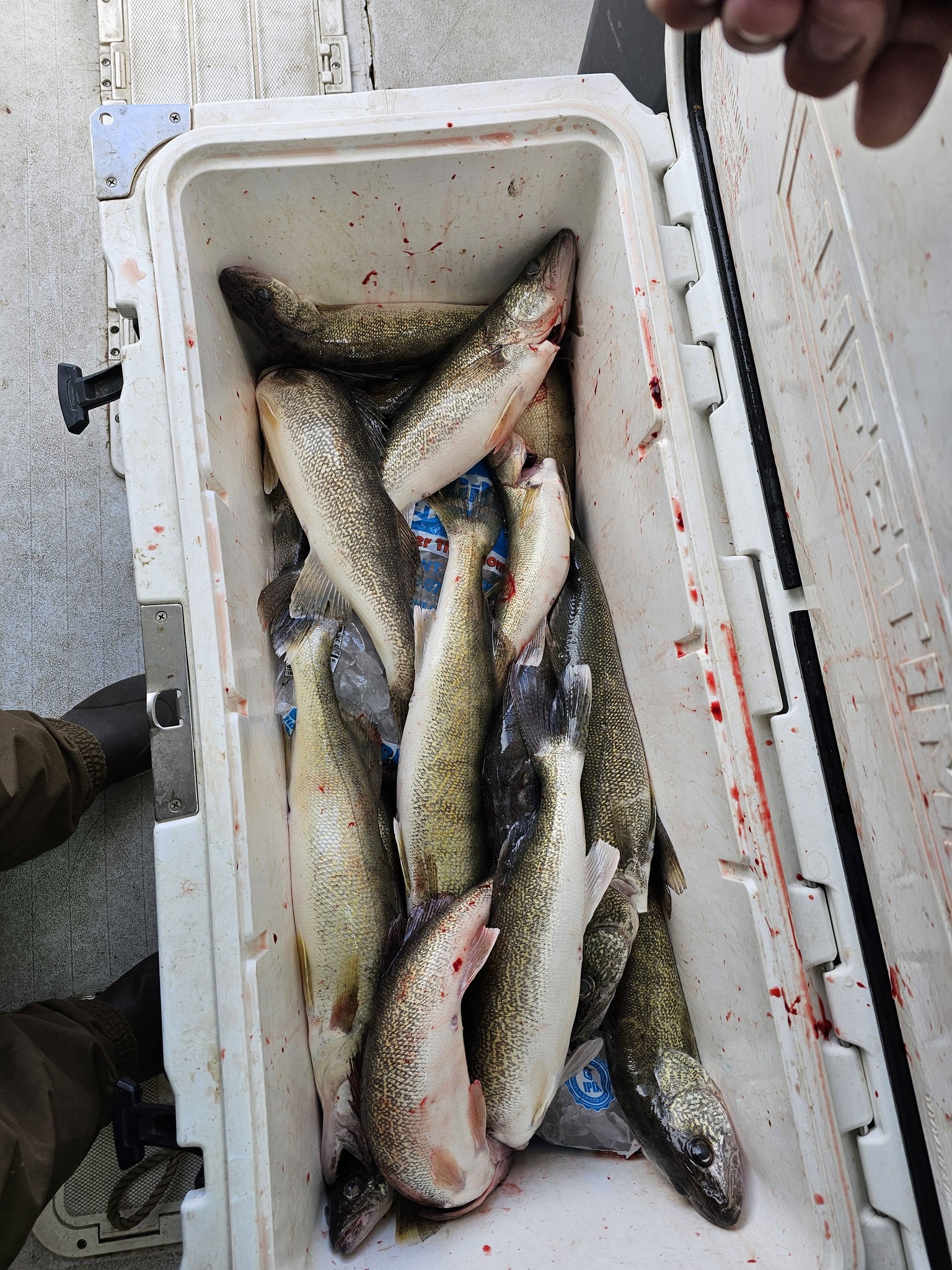 Fresh caught walleye fish in white cooler from Port Clinton OH fishing trip