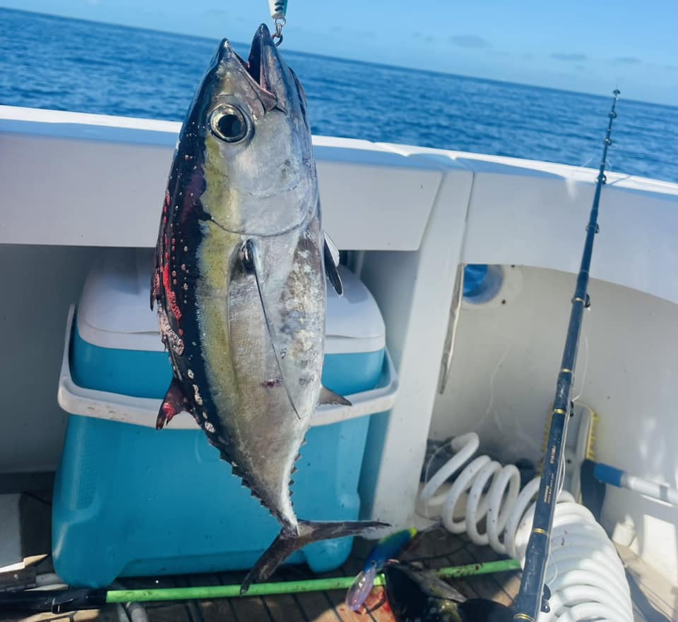 Yellowfin tuna caught while fishing in Islamorada