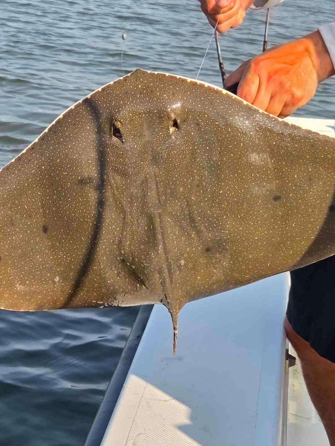 Southern stingray caught fishing at Carolina Beach NC showing distinctive flat body and long tail