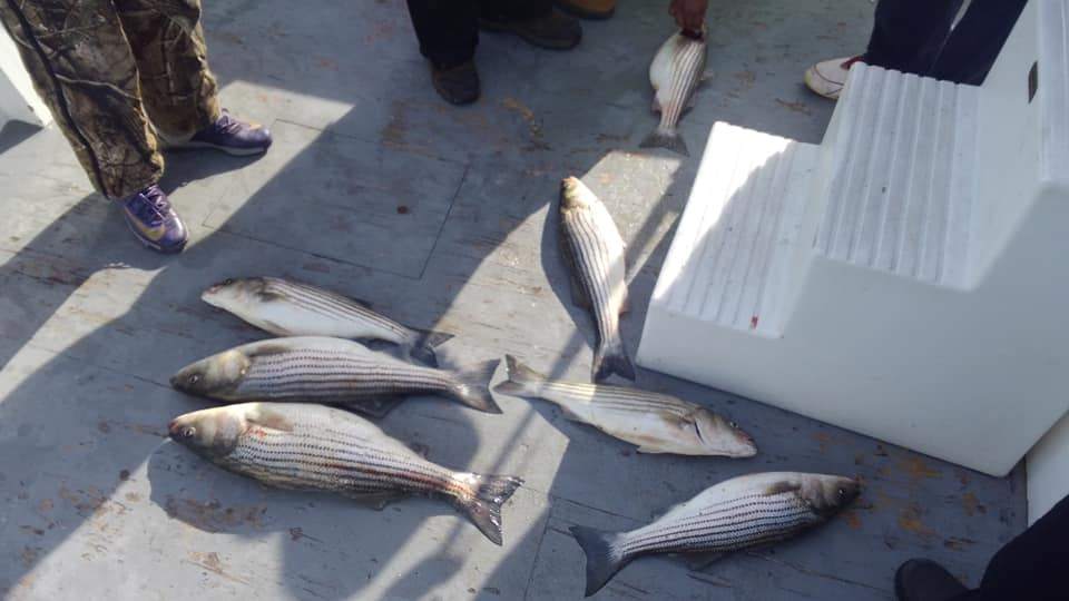 Four striped bass caught in Hampton