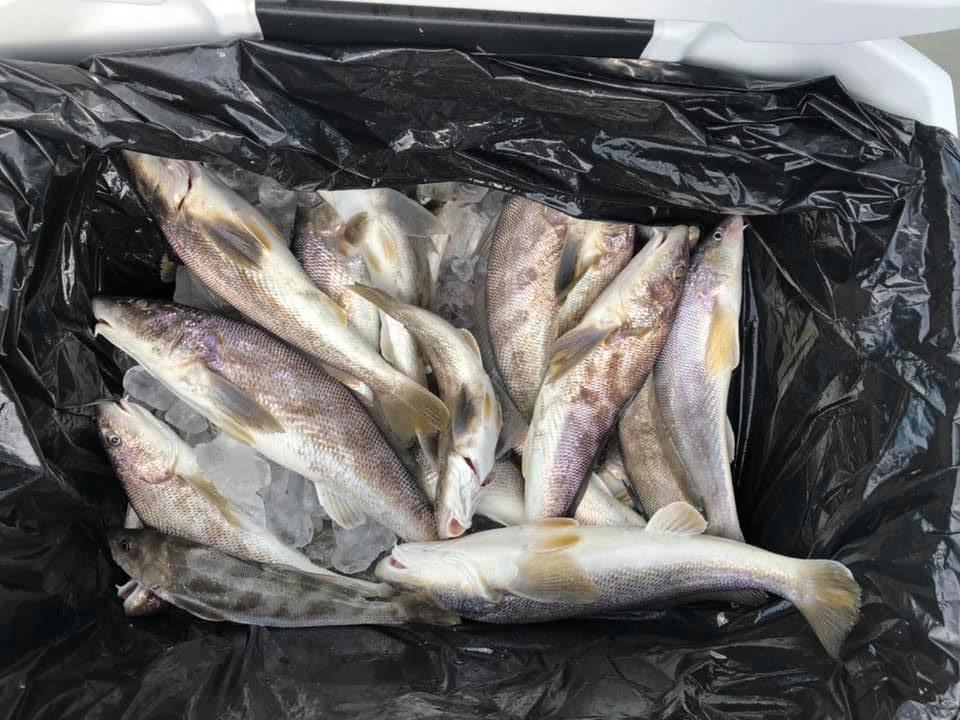3 fish caught in VA