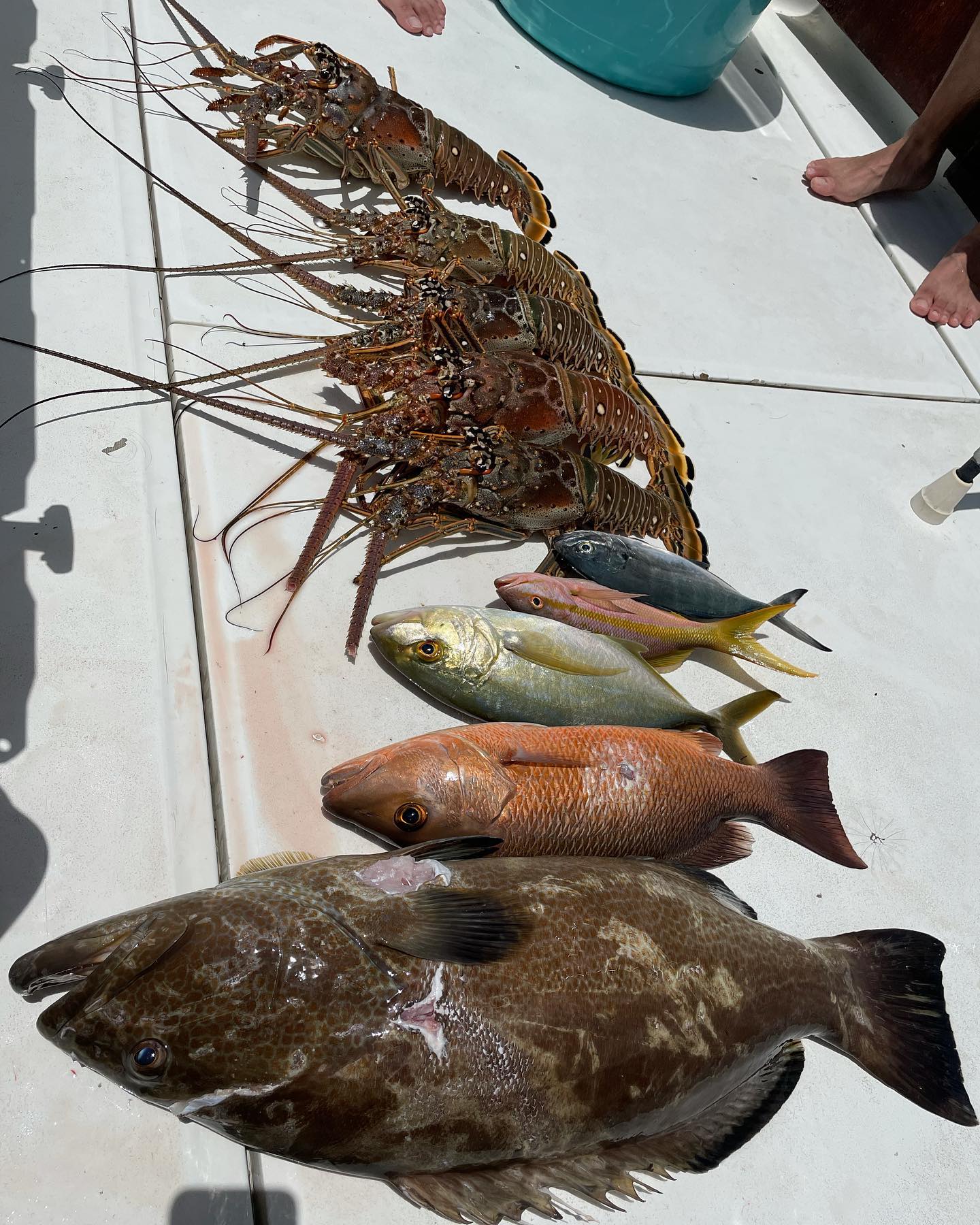 Two black grouper fish caught in Miami Beach