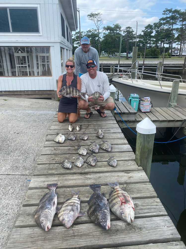 5 black drum and sheepshead fish caught in Wanchese