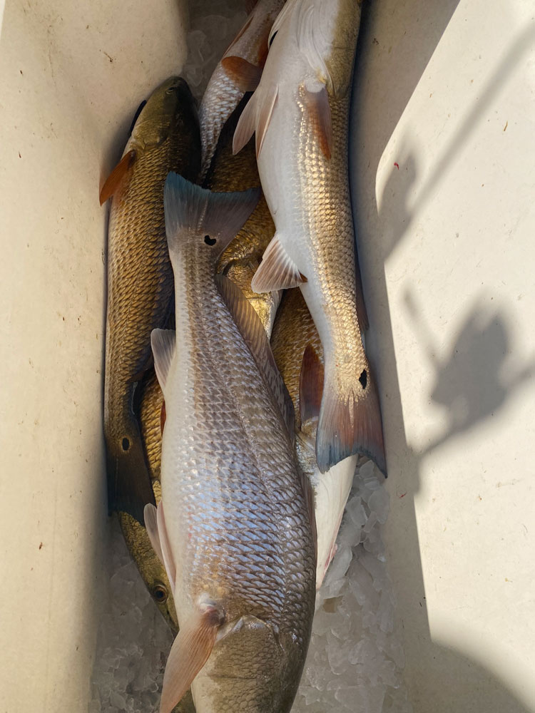 Two redfish caught while fishing in NC
