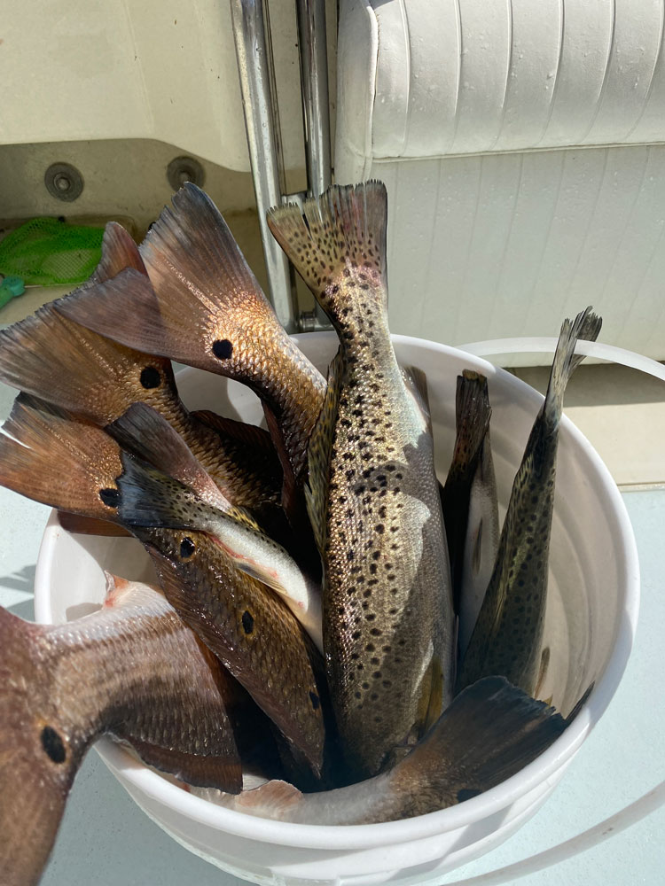 Spotted Weakfish caught in NC