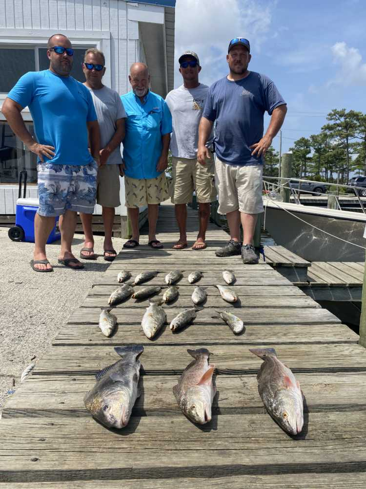 Three black drum fish caught in NC