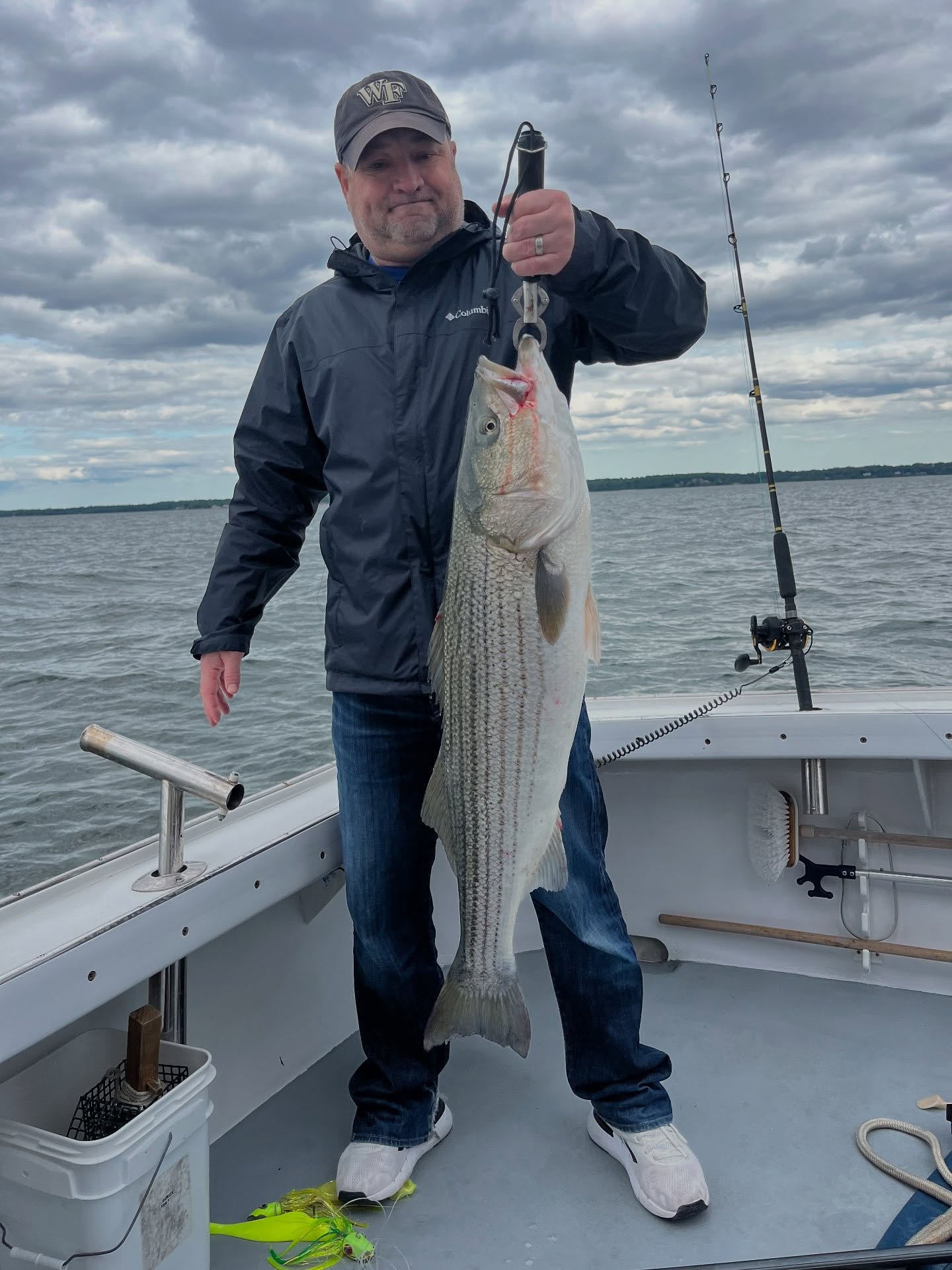 A striped bass caught in Port Chester