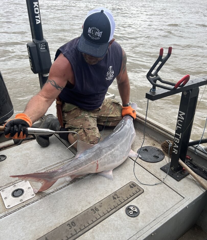 Freshly caught shark being measured on fishing boat deck in California MO