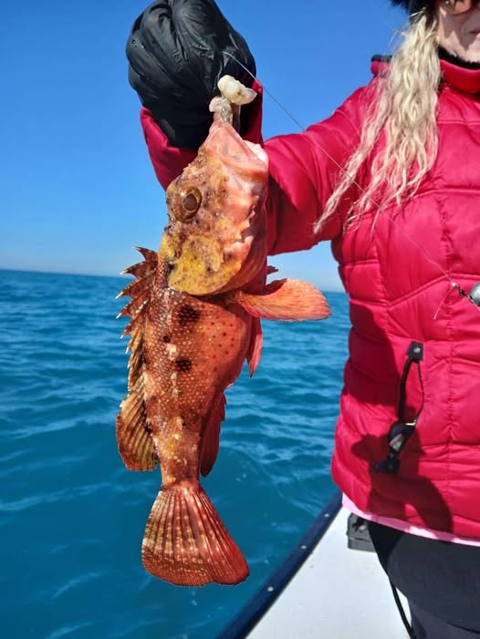 Large red grouper fish caught while fishing in St. Petersburg FL waters