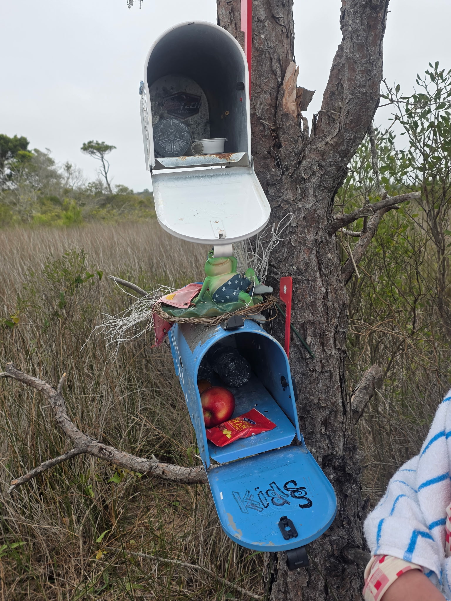 Two colorful mailboxes mounted on tree trunk in natural outdoor setting