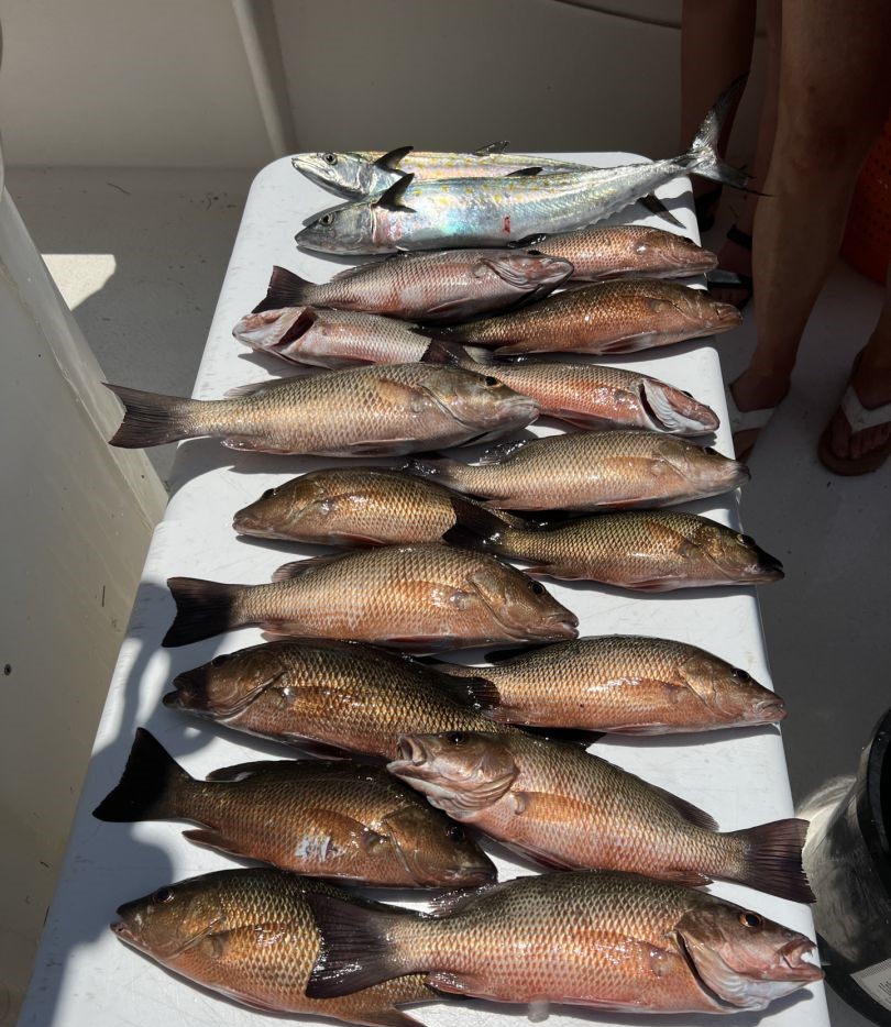 13 grey snapper, king mackerel, and wahoo fish caught while fishing in FL