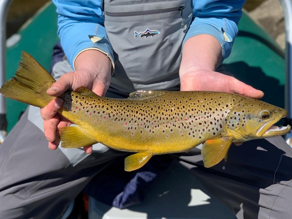 Scenic view of NH with one sea trout