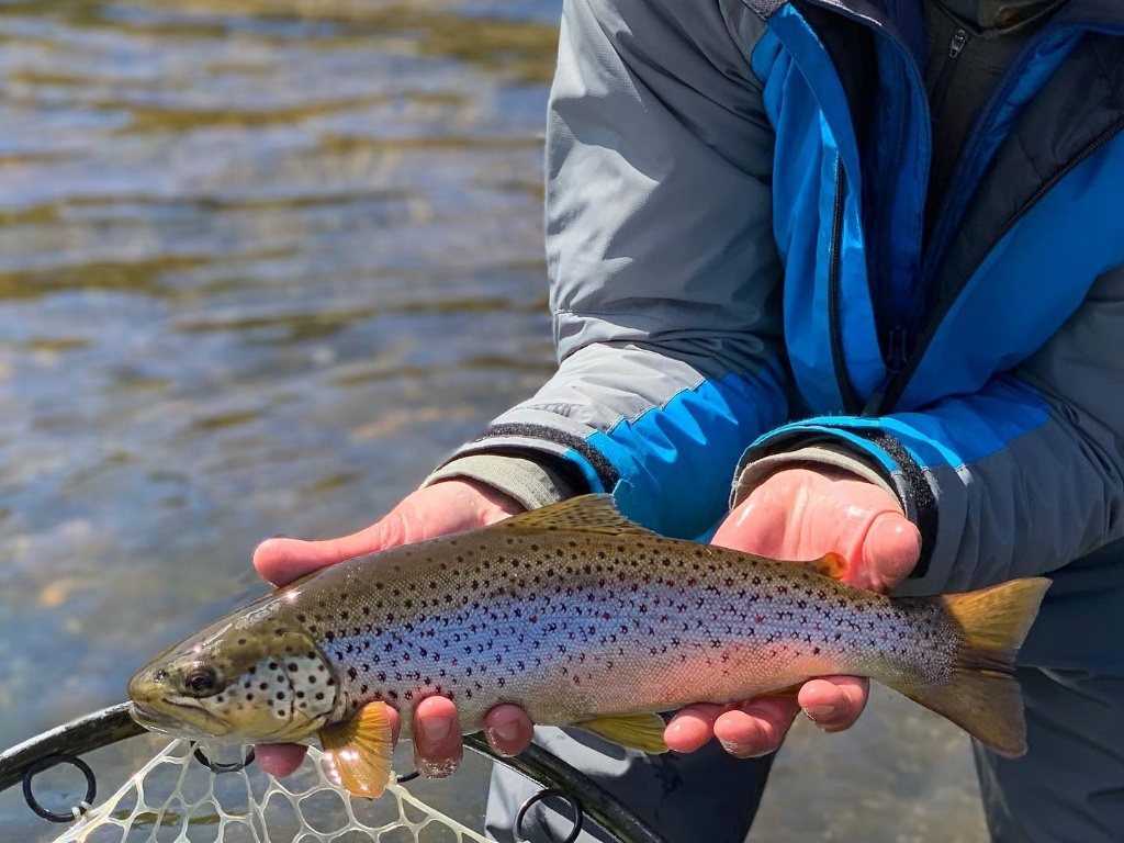 Image of a sea trout in Bethlehem