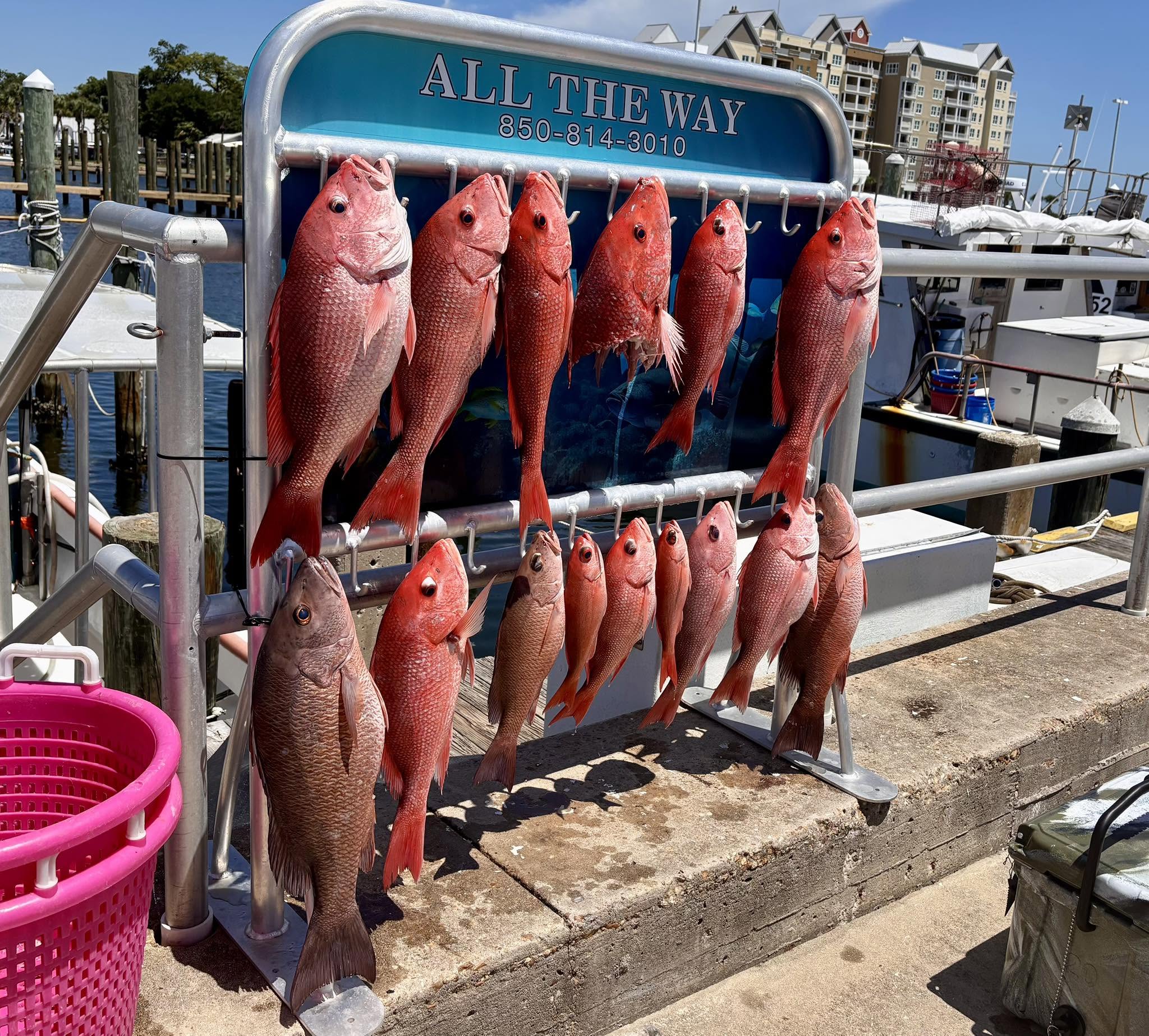 Red snapper and grey snapper hanging on fishing boat display rack at Panama City FL marina