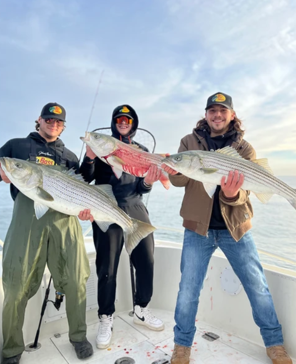 Three striped bass fish caught in NJ