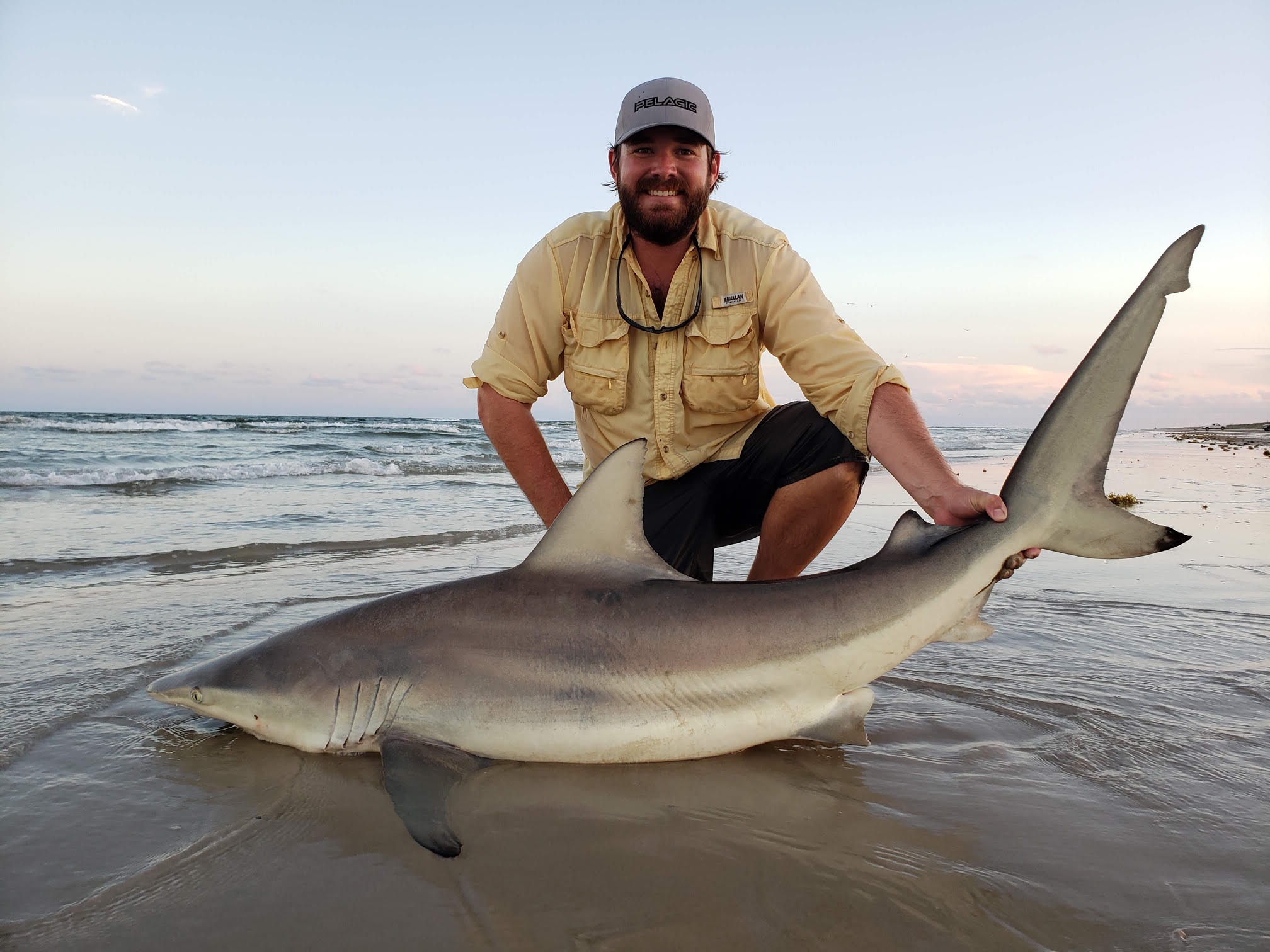 Blacktip shark, 49 inches, caught in TX