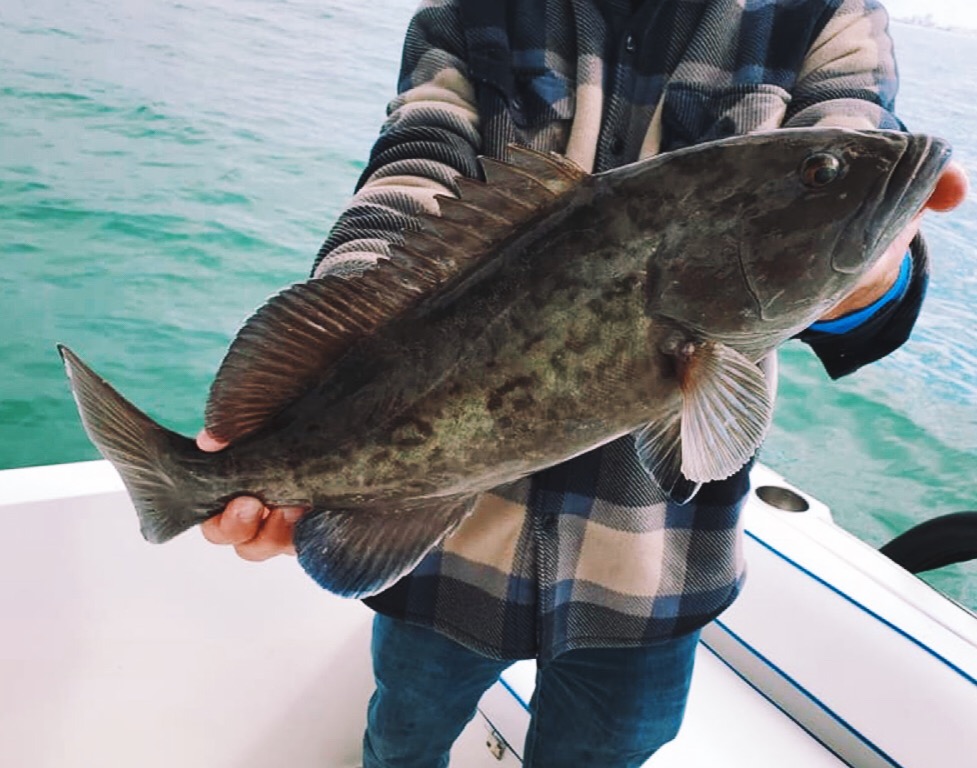 Gag grouper fish caught in FL