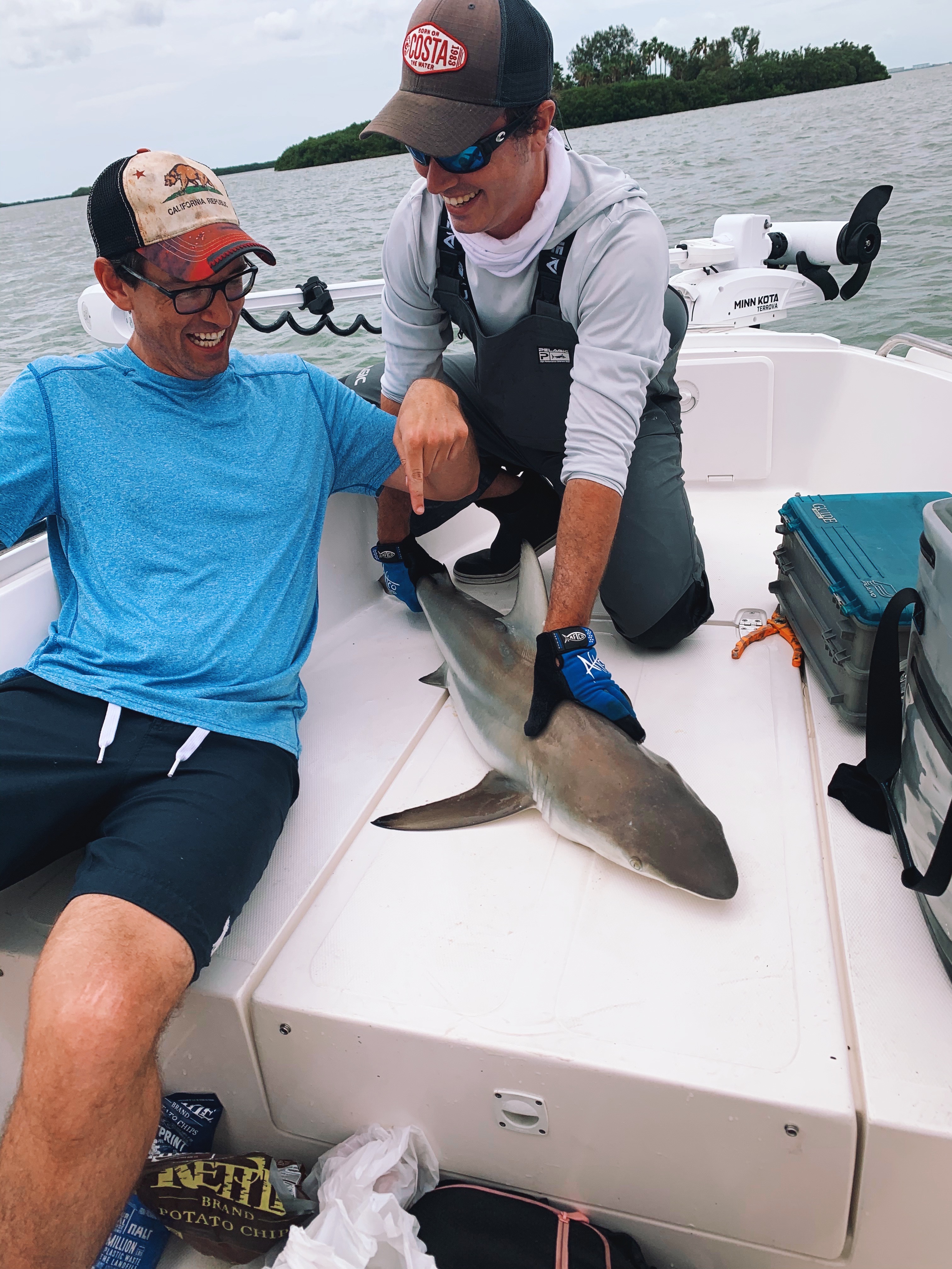 A great white shark measuring 16 inches in length