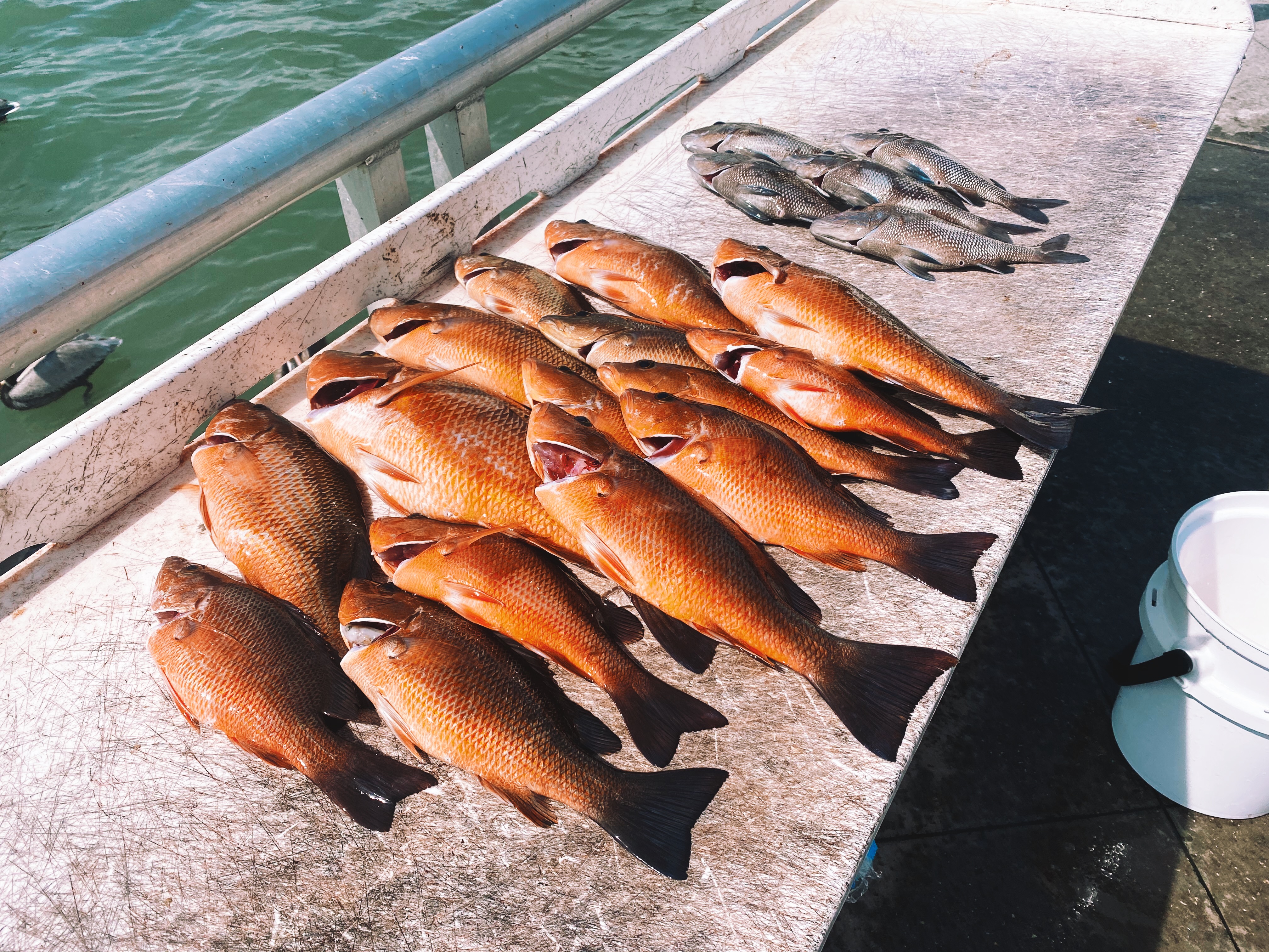 7 fish caught in FL