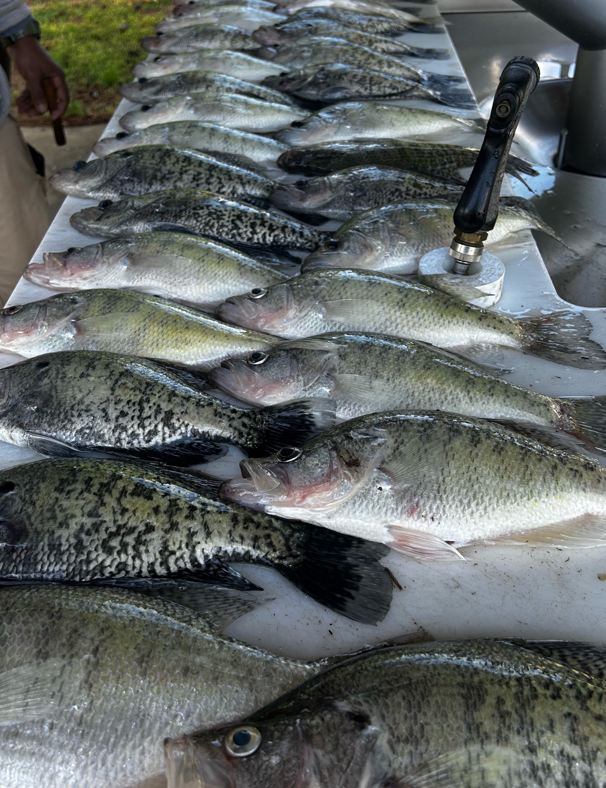 8 fishing catches in the Shannon river