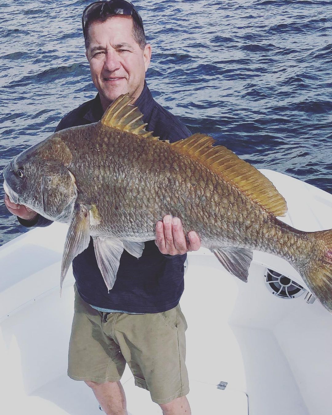 Photograph of a large black drum fish caught in St. Petersburg, Florida