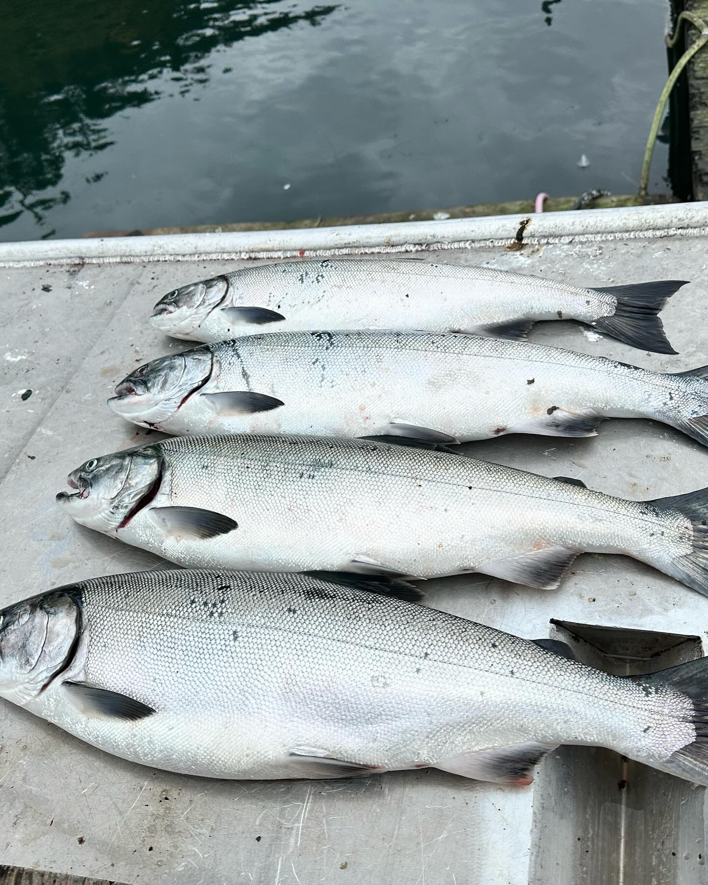 4 coho salmon caught while fishing in WA