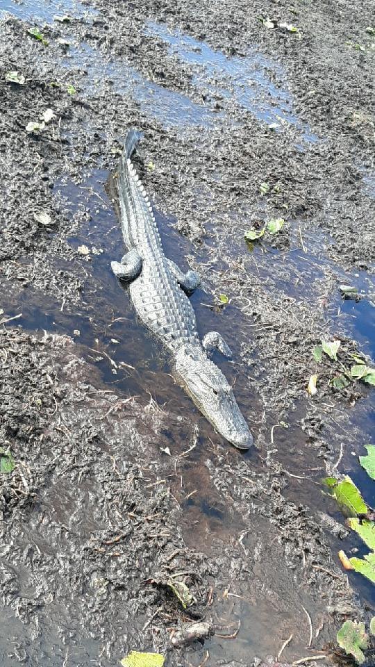 A scenic landscape of Kissimmee, featuring fishing and hunting activities