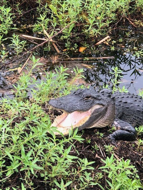 Kissimmee fishing and hunting adventure