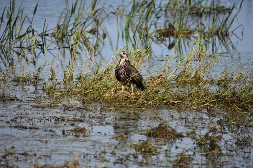 Kissimmee fishing and hunting adventure