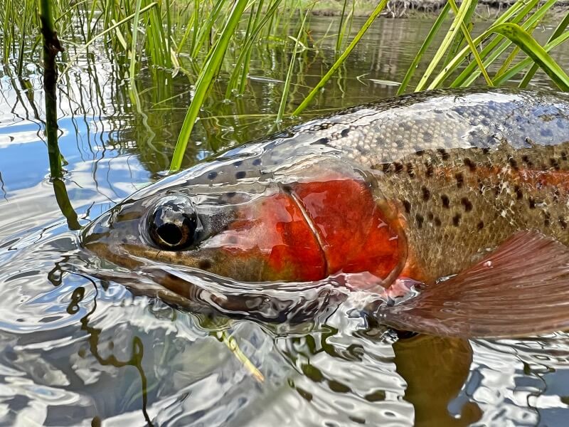 Fishing in SC with a single fish