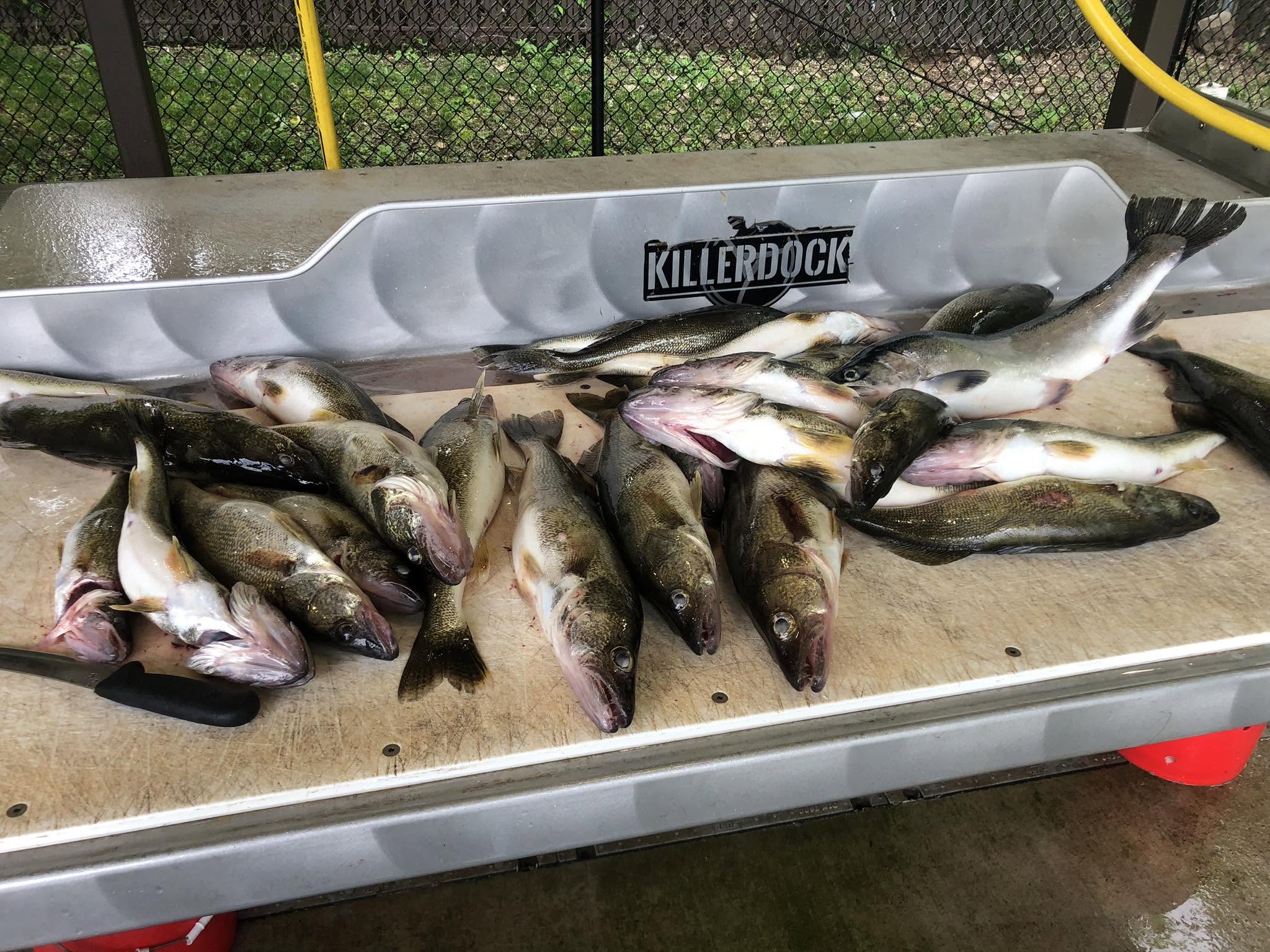 Fresh caught sauger and walleye fish displayed in boat cleaning station in Erie PA