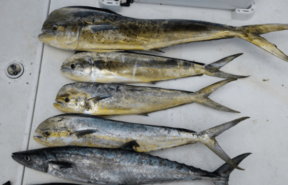 Four fish caught at Wrightsville Beach while fishing