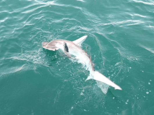 Fishing at Wrightsville Beach