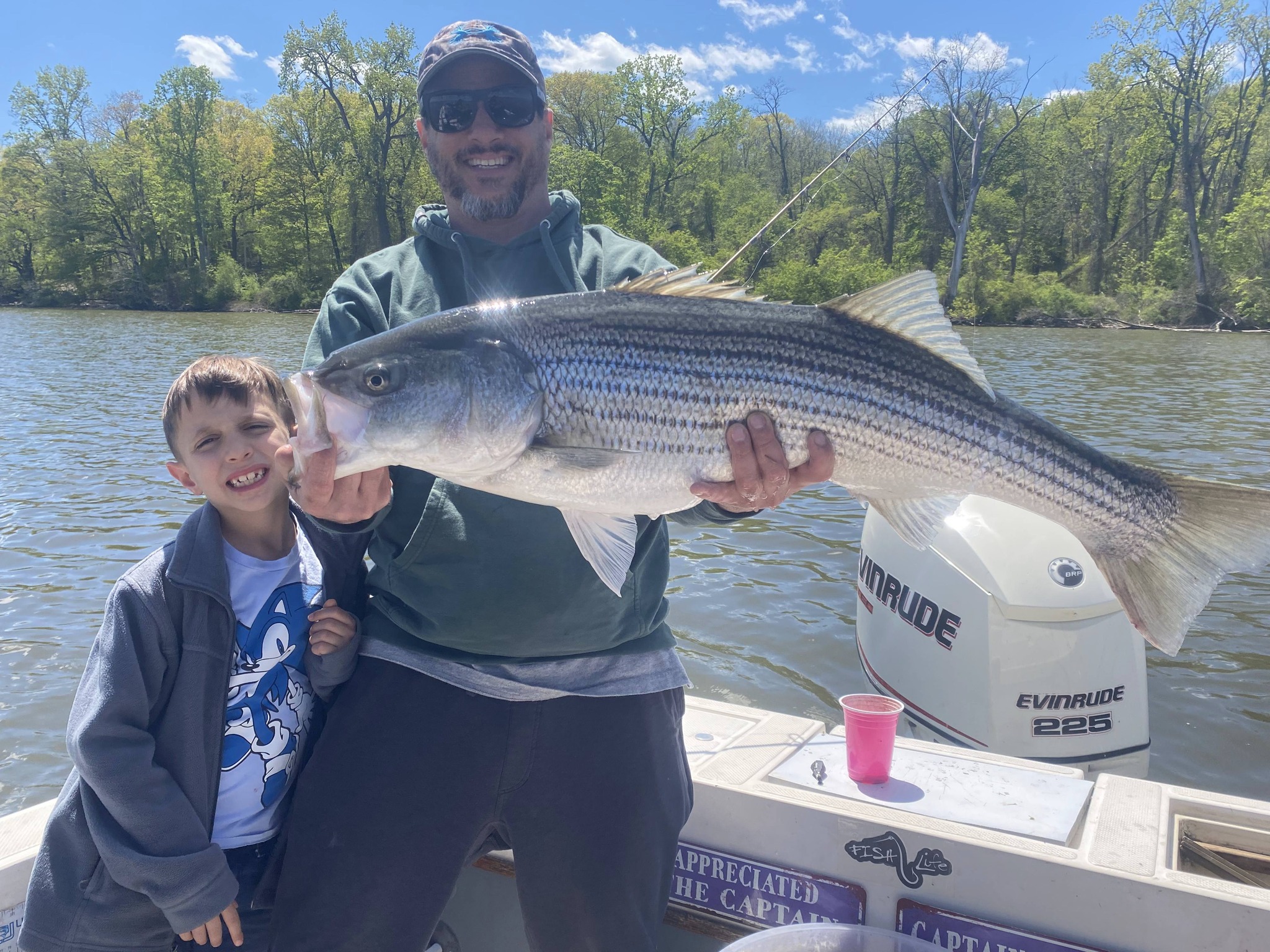 Large striped bass catch displayed on fishing boat in Connelly NY waters
