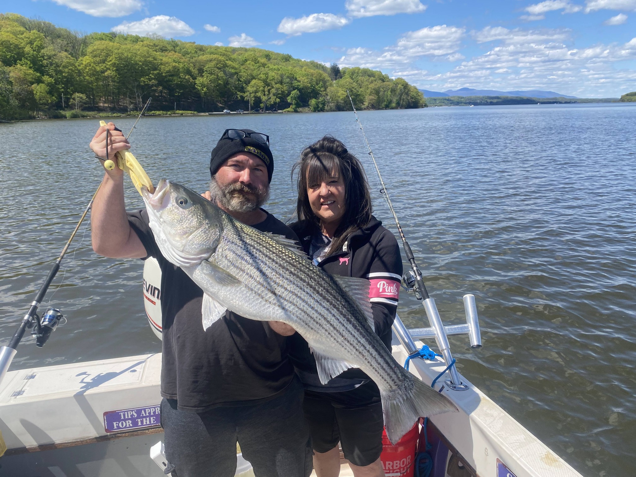 Striped bass catch displayed on fishing boat in Connelly NY waters