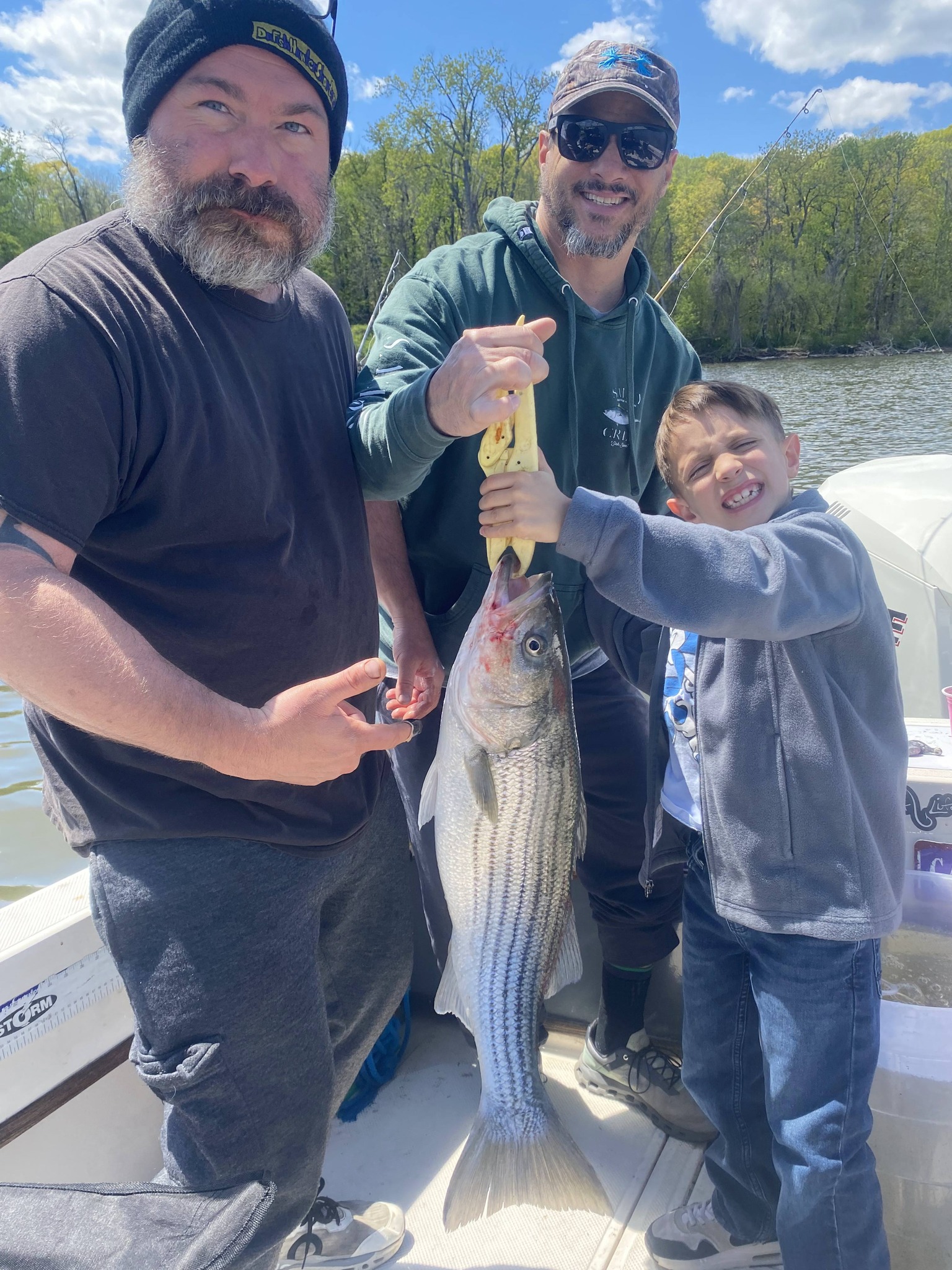 Striped bass catch displayed on fishing boat in Connelly NY